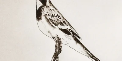 Gaz Evans, Drawing Flowers