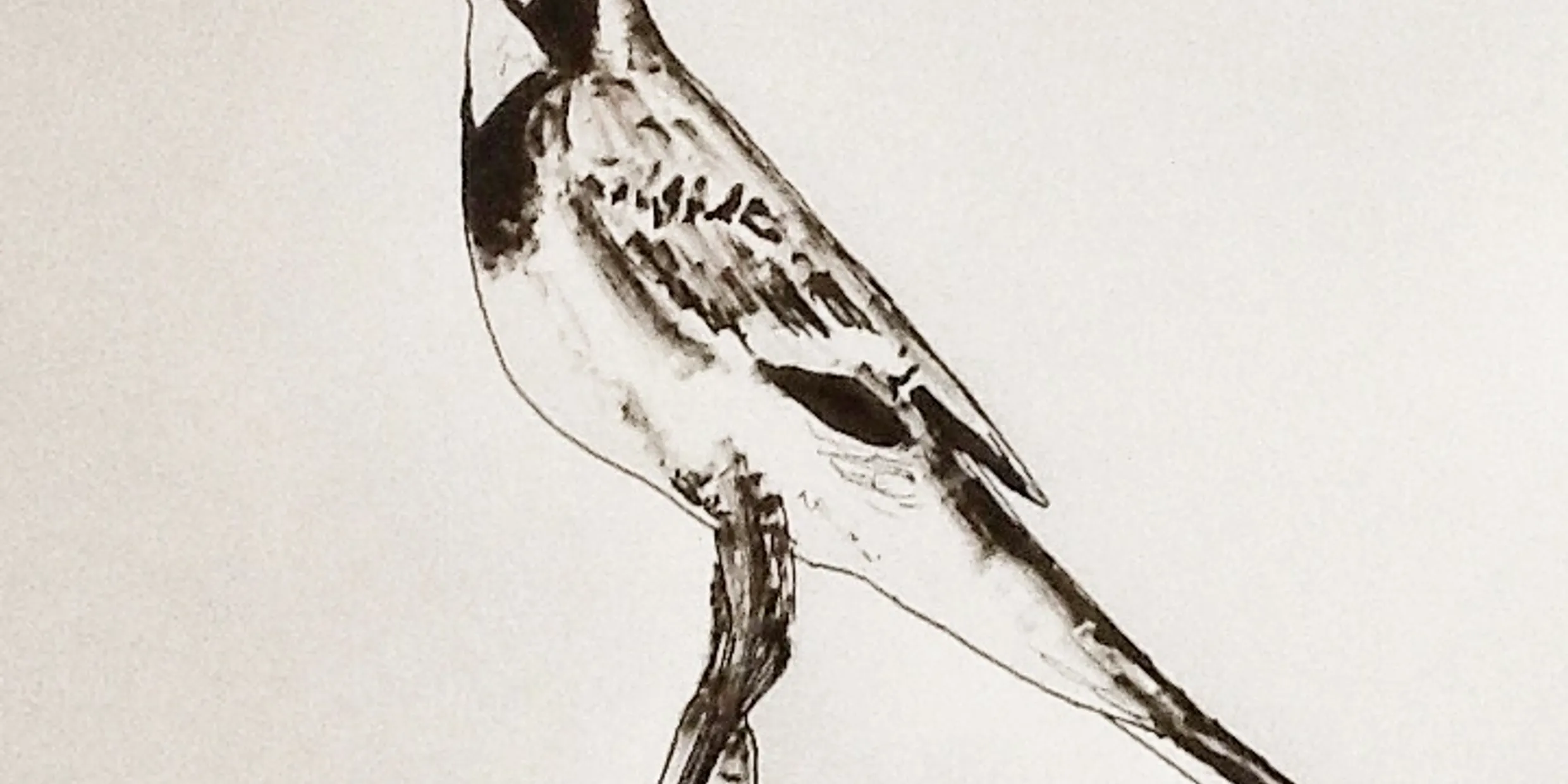 Gaz Evans, Drawing Flowers